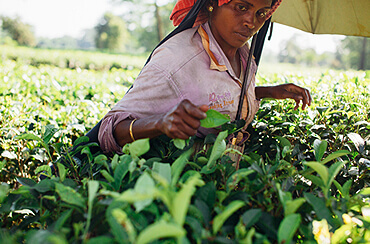 Agriculture Miracle you Don't Know